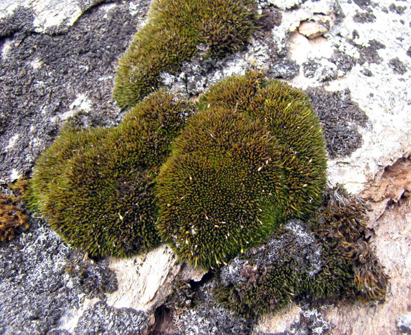 Grimmia ovalis